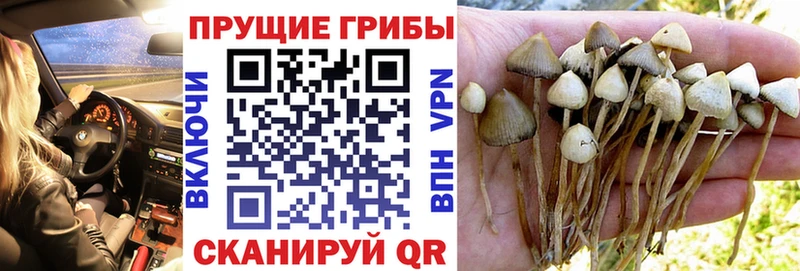Галлюциногенные грибы ЛСД  как найти закладки  Красный Холм 